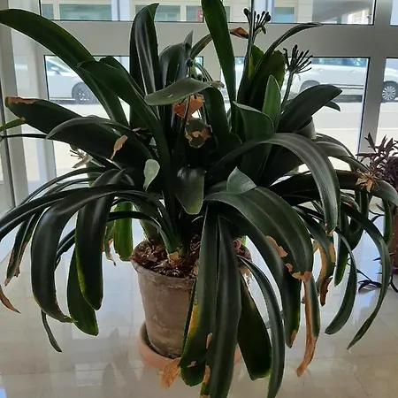 Al Teodorico ラヴェンナ