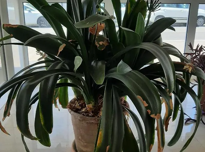 Al Teodorico Ravenna